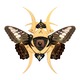 Gold Butterfly Shuriken Brooch